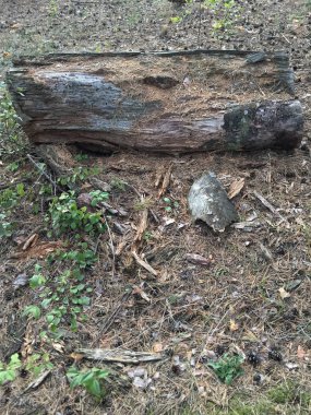 Gövde Ağacı yerde park