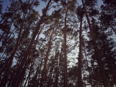 Çam ağaçları aşağıdan gökyüzüne doğru arka plan olarak görüntüleyin.