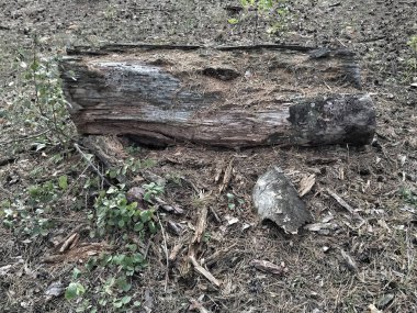 Gövde Ağacı yerde park