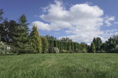 Yaz aylarında güzel gökyüzü altında ağaçları ile çevrili bahçe