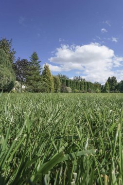 Yaz aylarında güzel gökyüzü altında ağaçları ile çevrili bahçe