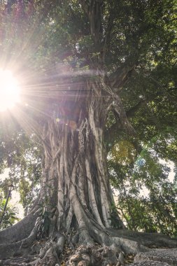 bahar Park'ta bir ağacın arkasında güneş