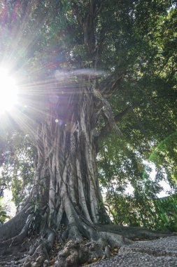 bahar bir parkta bir ağacın arkasında güneş