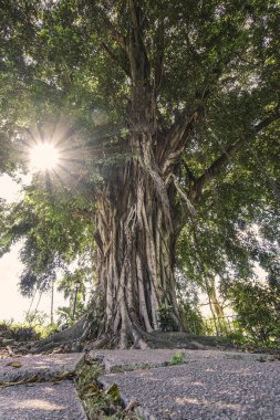 bahar Park'ta bir ağacın arkasında güneş