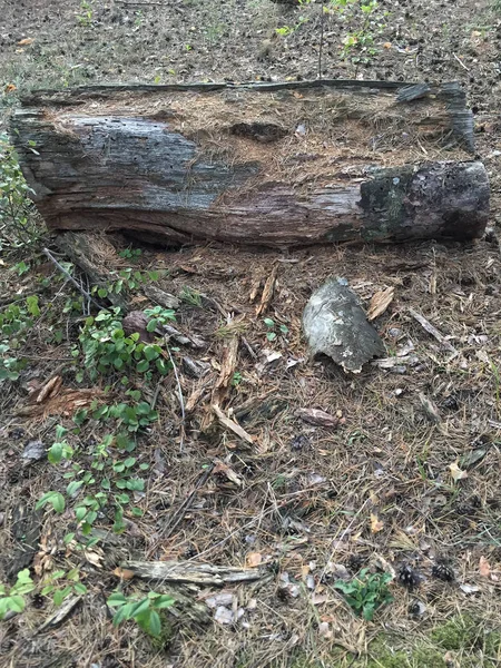 Gövde Ağacı yerde park