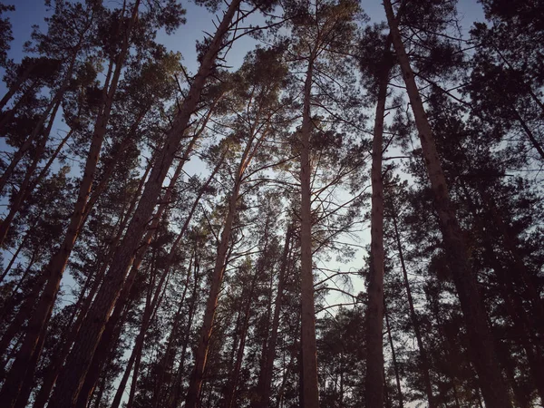 Çam ağaçları aşağıdan gökyüzüne doğru arka plan olarak görüntüleyin.