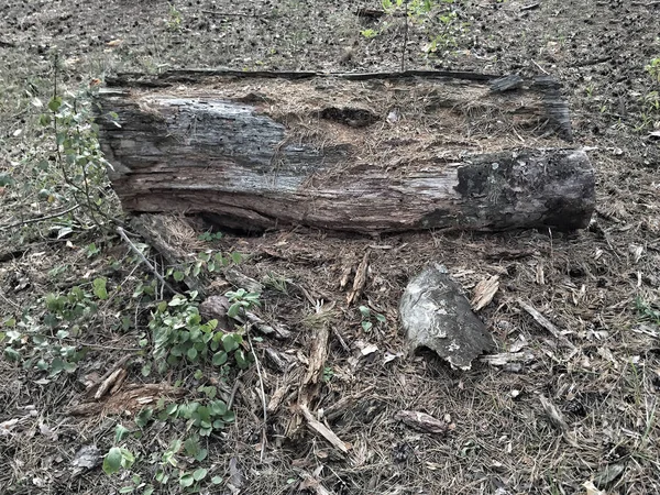 Gövde Ağacı yerde park