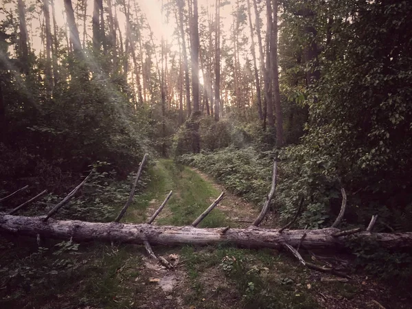 倒下的木树干挡住了森林里的小路 — 图库照片