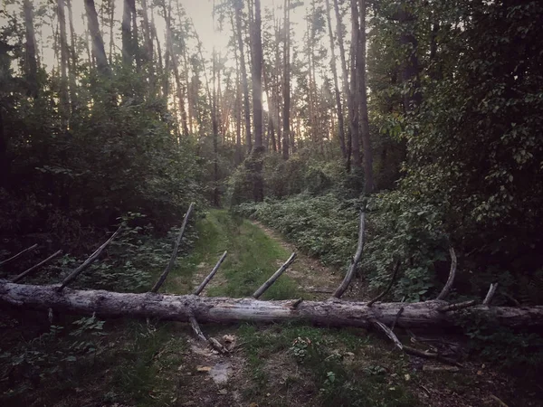 倒れた木の幹をフォレストのパスをブロック — ストック写真