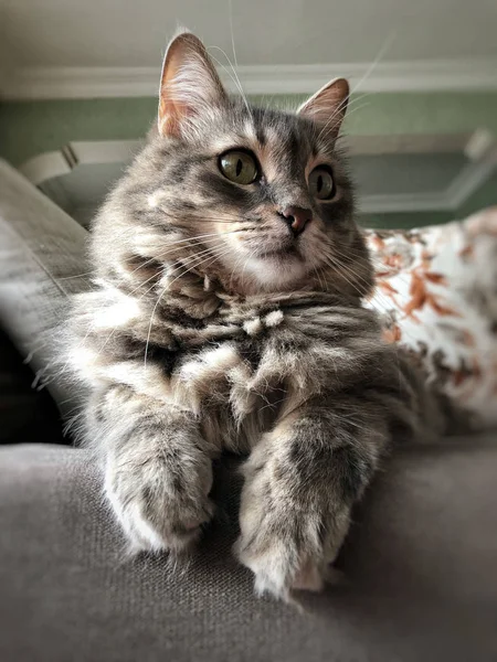 Nahaufnahme Gesicht Einer Grau Gestromten Katze Die Auf Einem Sofa — Stockfoto