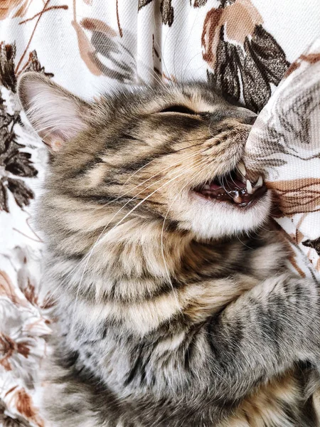 Seekor Kucing Lucu Menggigit Bantal Saat Tidur Tempat Tidur — Stok Foto