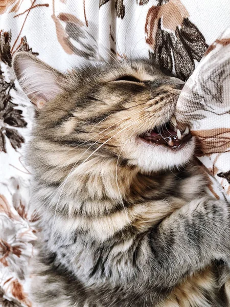 Cute Cat Biting Pillow While Sleeping Bed — Stock Photo, Image