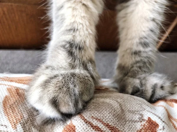 Closeup Paws Gray Cat — Stock Photo, Image