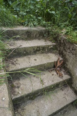 bitkiler ve Bahçe çim çevrili adımları