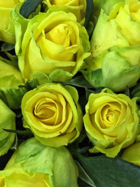 Güllü çiçekli bir arka plan