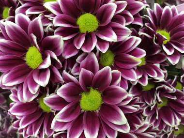 Mor papatya çiçek çiçek bir arka plan