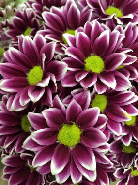 Mor papatya çiçek çiçek bir arka plan