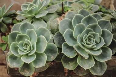 Etli echeveria rozet kaktüs bir arka plan olarak.