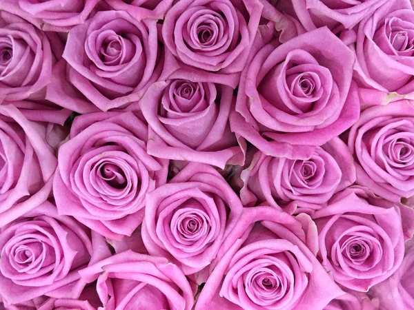 Fondo Floral Con Rosas — Foto de Stock