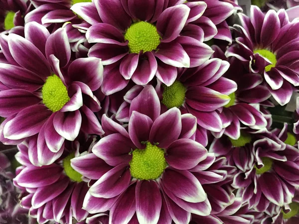 Mor papatya çiçek çiçek bir arka plan