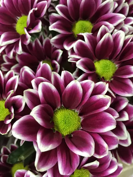 Mor papatya çiçek çiçek bir arka plan