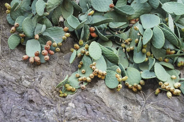 Yaz Aylarında Duvarda Meyve Ile Akdeniz Kaktüs — Stok fotoğraf