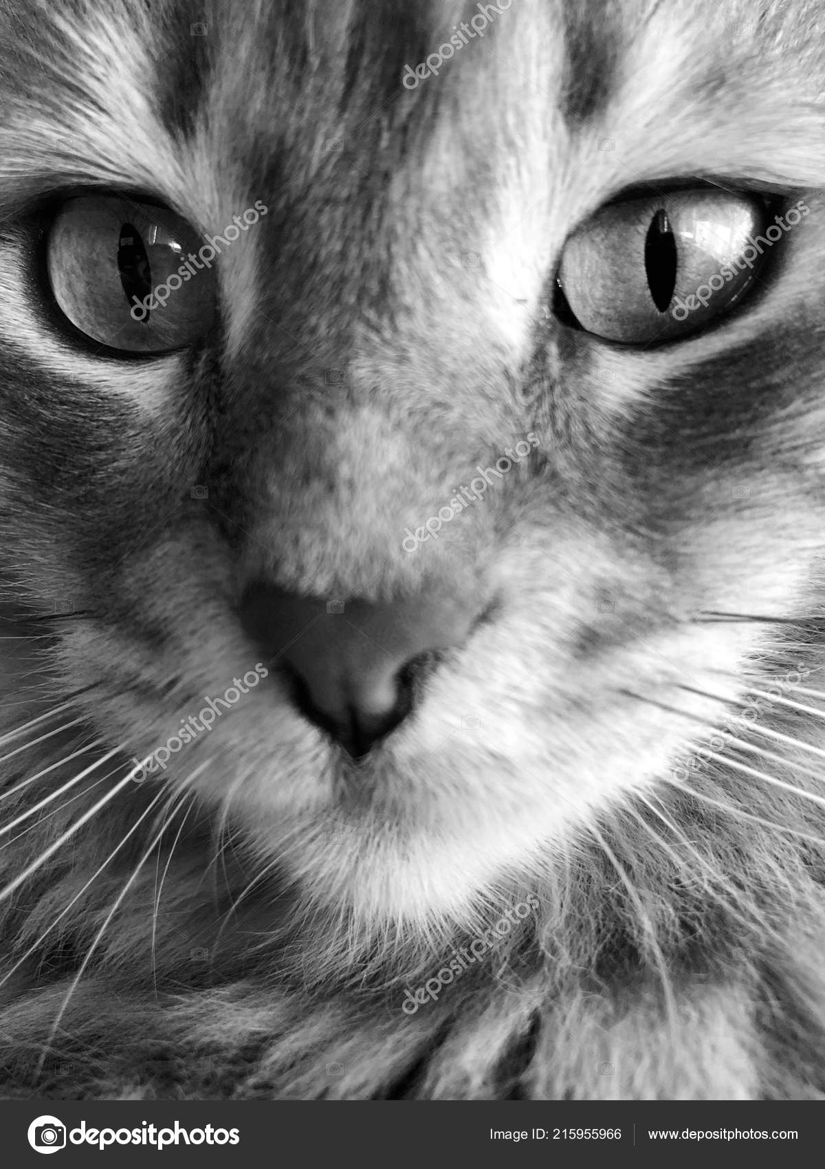Gros Plan Visage Chat Tigré Gris Noir Blanc Photographie