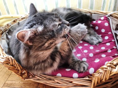 şirin bir gri kedi yalama onun pençe sepeti