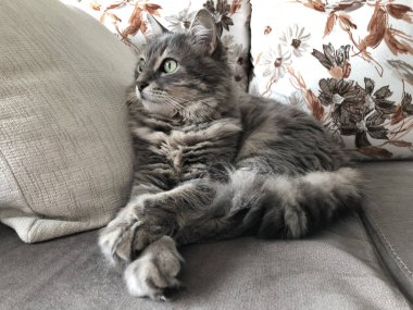 kanepede oturan gri bir tekir kedi closeup yüzü