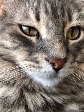 gri bir tekir kedi closeup yüzü