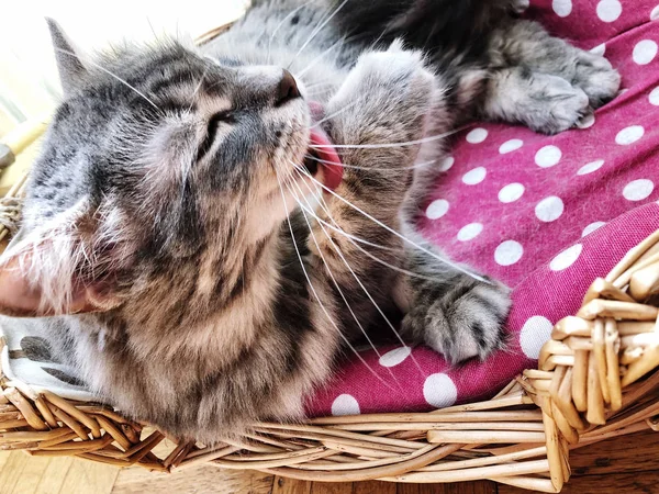 a cute gray cat cleaning itself in basket