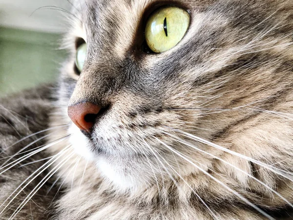 Närbild Ansikte Grå Tabby Katt — Stockfoto