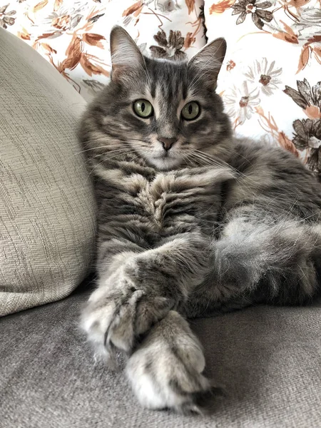 Nahaufnahme Gesicht Einer Grau Gestromten Katze Die Auf Einem Sofa — Stockfoto