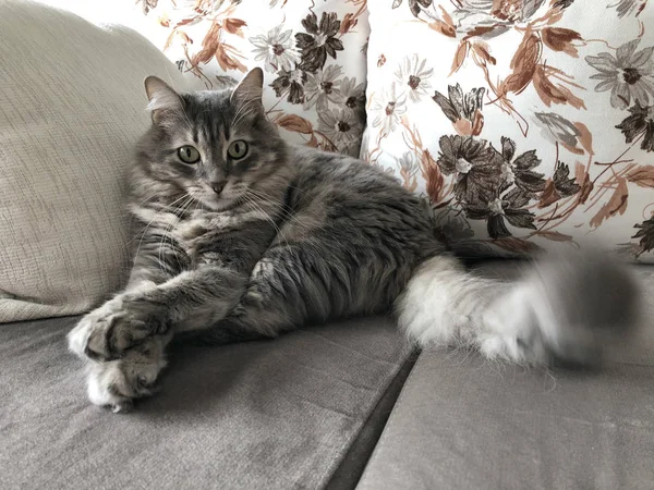 Nahaufnahme Gesicht Einer Grau Gestromten Katze Die Auf Einem Sofa — Stockfoto