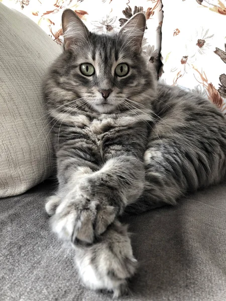 Closeup Face Gray Tabby Cat Sitting Sofa — Stock Photo, Image