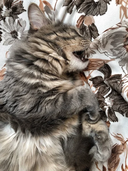 Seekor Kucing Lucu Menggigit Bantal Saat Tidur Tempat Tidur — Stok Foto