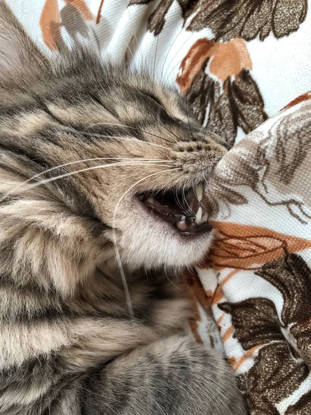 Roztomilý Kočka Kouše Polštář Při Spánku Posteli — Stock fotografie