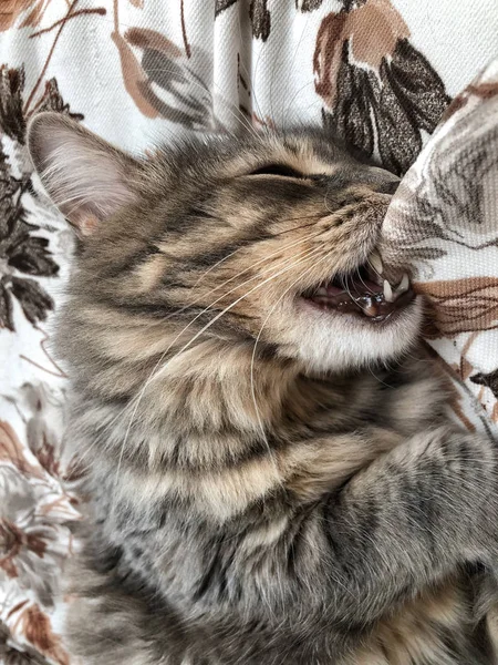 Seekor Kucing Lucu Menggigit Bantal Saat Tidur Tempat Tidur — Stok Foto