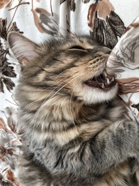 Cute Cat Biting Pillow While Sleeping Bed — Stock Photo, Image