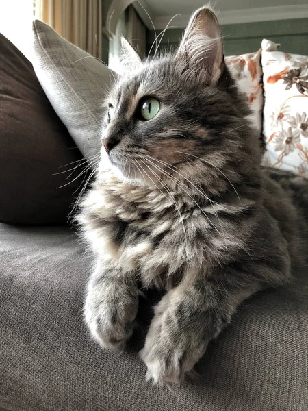 一个灰色的猫坐在沙发上的特写脸在家里 — 图库照片