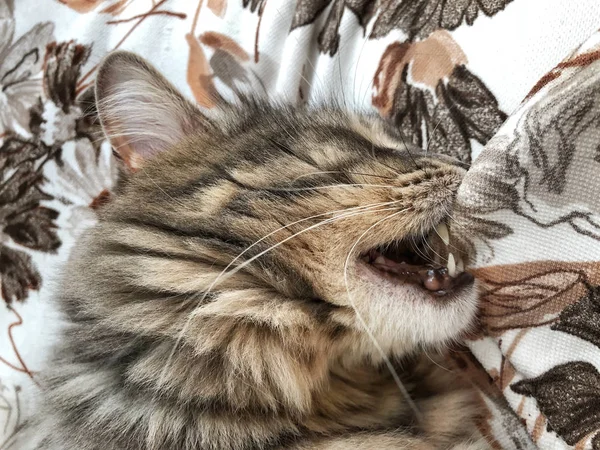 Cute Cat Biting Pillow While Sleeping Bed — Stock Photo, Image