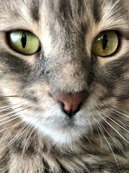 Närbild Ansikte Grå Tabby Katt — Stockfoto