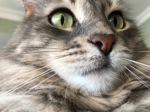 Closeup Face Gray Tabby Cat — Stock Photo, Image