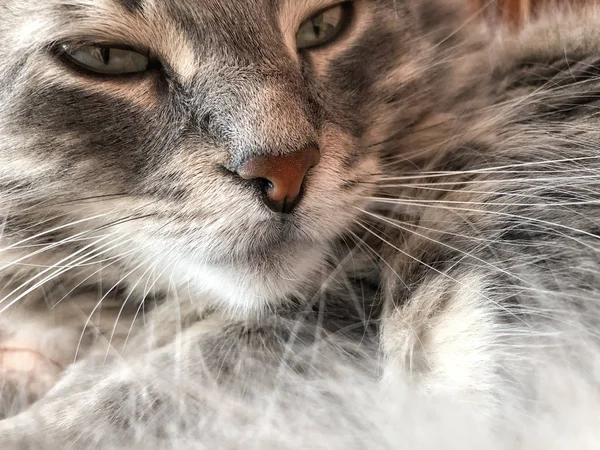 Πρόσωπο Closeup Της Γκρι Τιγρέ Γάτα — Φωτογραφία Αρχείου