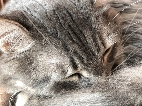 Closeup Πρόσωπο Του Ένα Γκρι Τιγρέ Γάτα Στον Ύπνο — Φωτογραφία Αρχείου