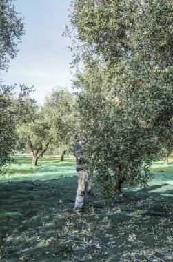 Zeytin hasat bölgesinde Puglia İtalya güneyinde küçük köyde, işçi.
