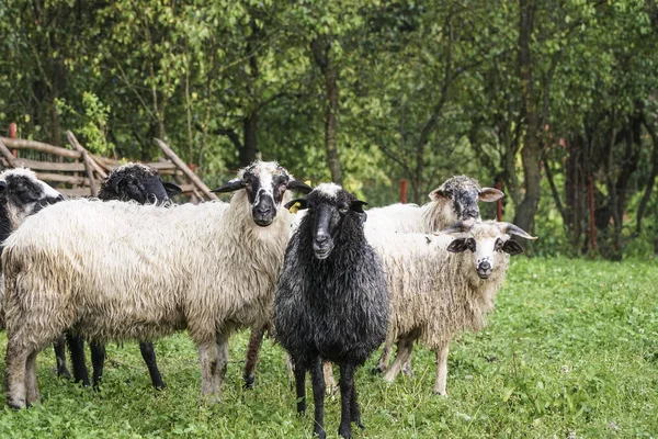 White Black Sheep Meadow Farm Spring — Stock Photo, Image