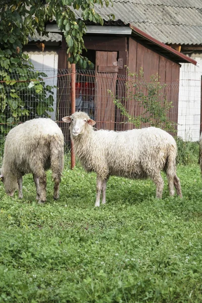 Two White Sheep Meadow Farm Spring — Stock Photo, Image