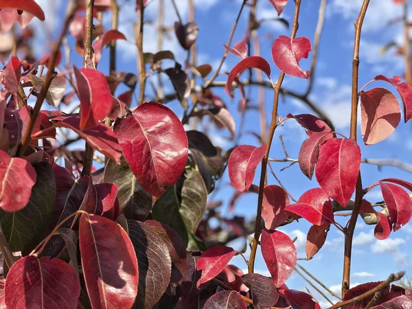 秋の青空ツリーの紅葉します — ストック写真