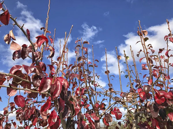 Červené Listy Stromě Proti Obloze Podzim — Stock fotografie